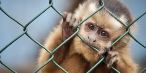 Caged monkey